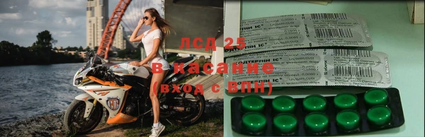 прущие грибы Абинск